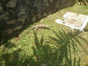 varan